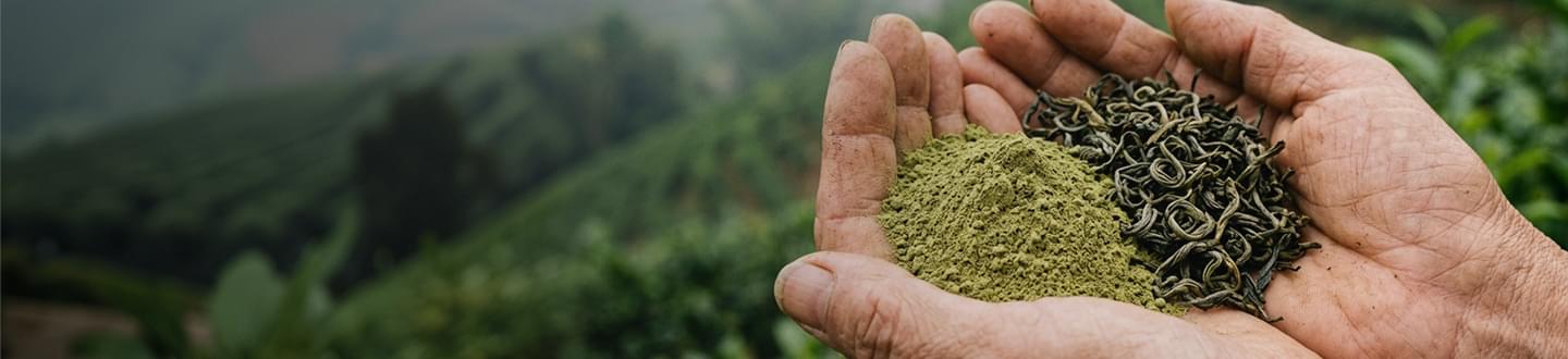 Stevia Leaf Extract (Reb M)