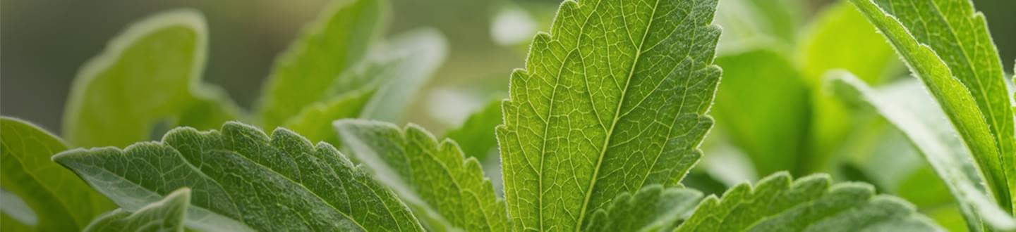 Stevia Leaf Extract (Reb M)